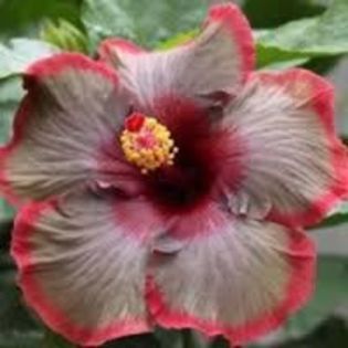 classical dancer multumesc olgutza