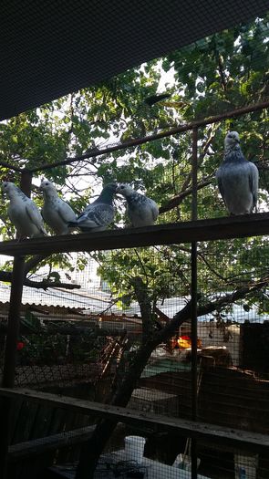 20160803_190505 - 1 AAB PORUMBEI STANDARD 2016