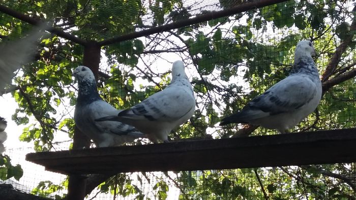 20160803_190519 - 1 AAB PORUMBEI STANDARD 2016