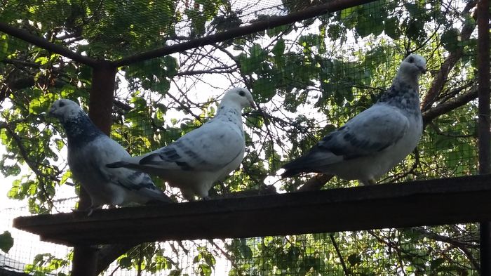 20160803_190522 - 1 AAB PORUMBEI STANDARD 2016