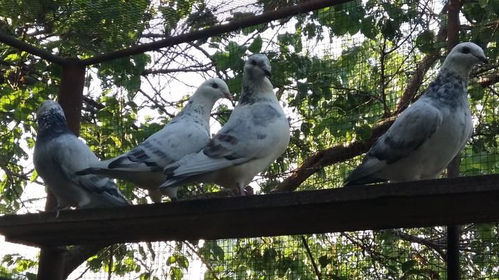 20160803_190527 - 1 AAB PORUMBEI STANDARD 2016