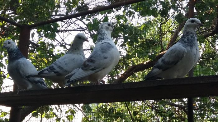 20160803_190529 - 1 AAB PORUMBEI STANDARD 2016