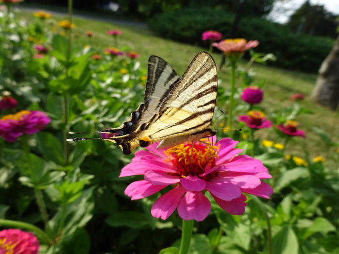 Swallowtail butterfly - Coada randunicii