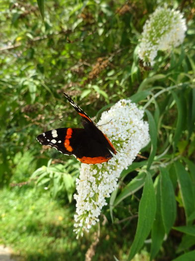 DSC08260 - Amiral rosu - Vanessa atalanta