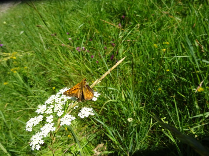 DSC09297 - Skipper butterflies