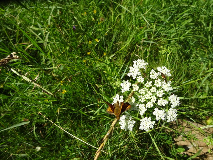 DSC09296 - Skipper butterflies