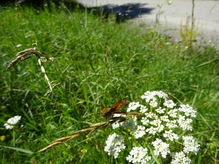 DSC09295 - Skipper butterflies