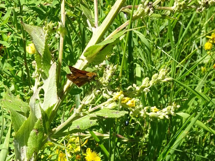 Copy of DSC09293 - Skipper butterflies