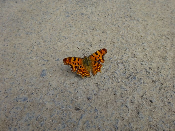 Comma butterfly - Fluture virgula