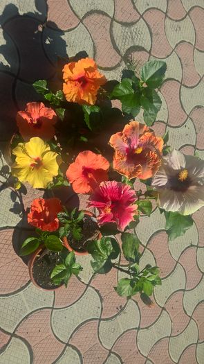 WP_20160804_11_25_39_Pro