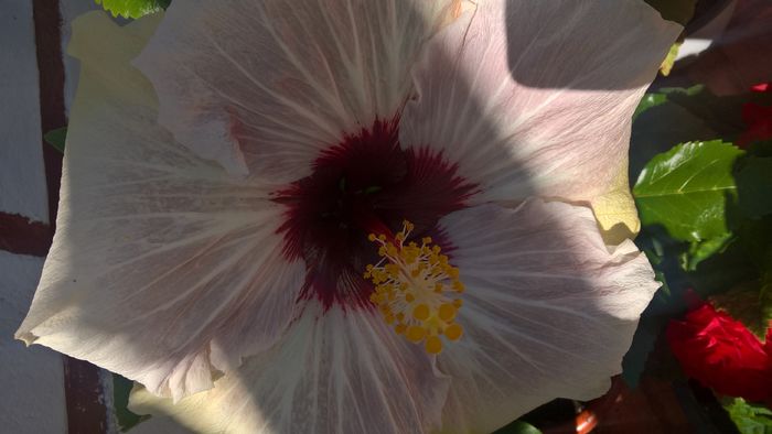 WP_20160804_11_28_06_Pro