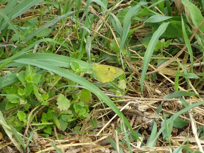 DSC09751 - Fluture galben-Colias croceus
