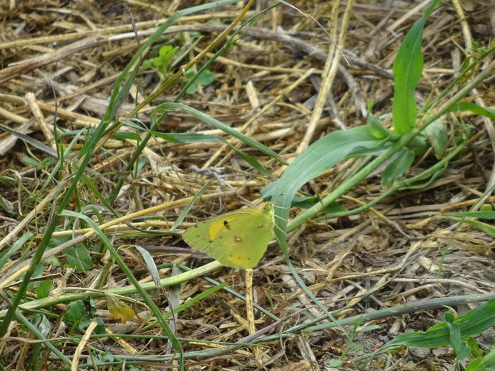 DSC09755 - Fluture galben-Colias croceus