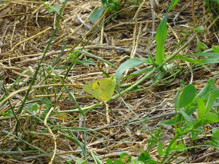 DSC09757 - Fluture galben-Colias croceus