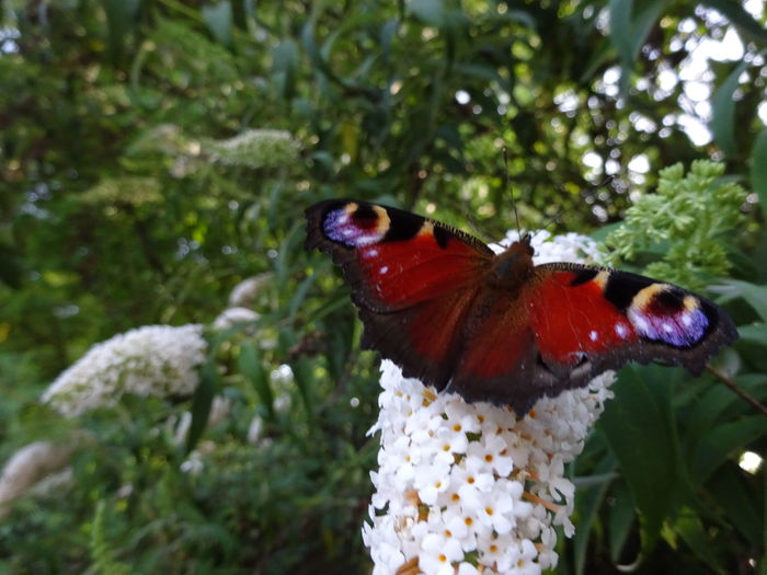 Peacock butterfly - Ochi de paun - Aglais io