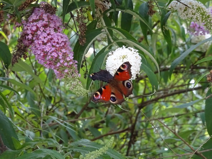 Aglais io - Ochi de paun - Aglais io