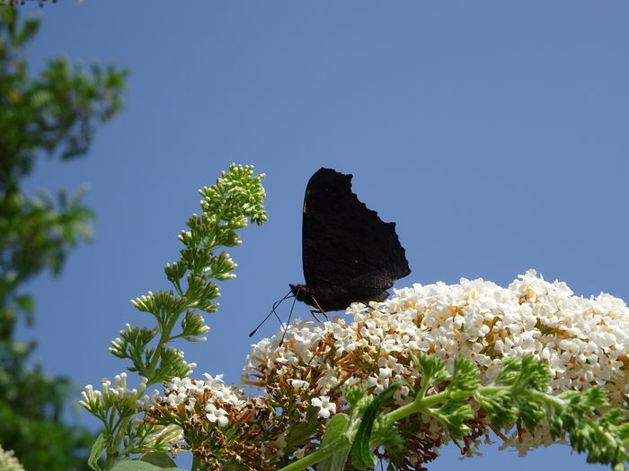 DSC08236 - Ochi de paun - Aglais io