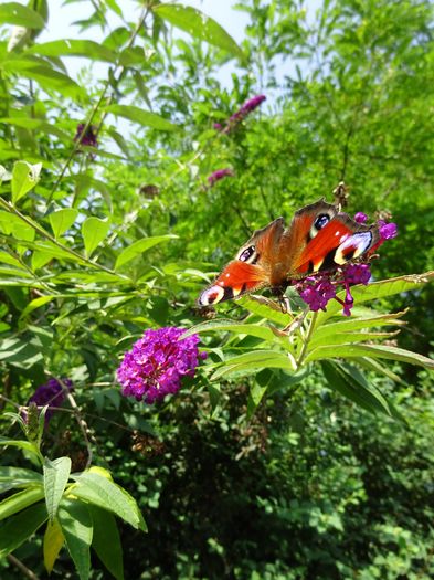 DSC08266 - Ochi de paun - Aglais io