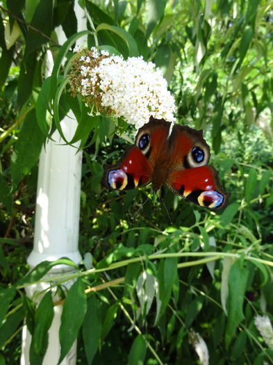 DSC08277 - Ochi de paun - Aglais io