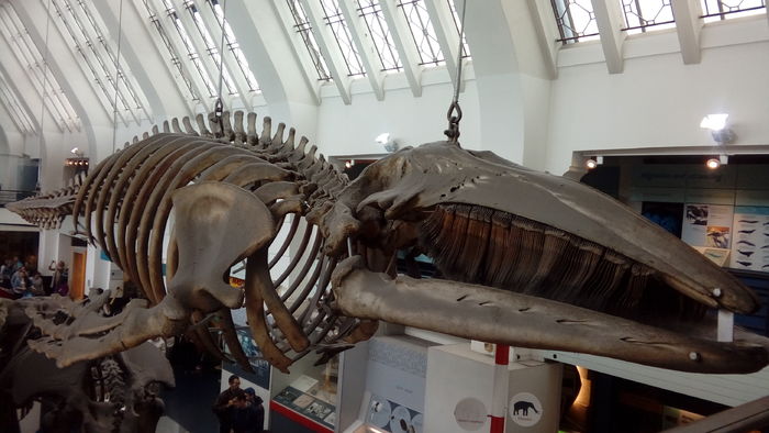 20160703_135243 - Natural Science Museum and Victoria and Albert Museum - London
