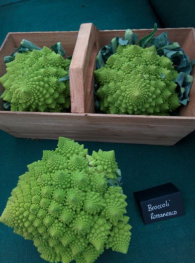 IMG_20160416_155816 - Cardiff - RHS Flower Show - 2016