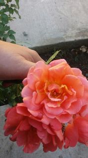 nr.22_real_parfumat-remontant - 02_trandafiri URCATORI