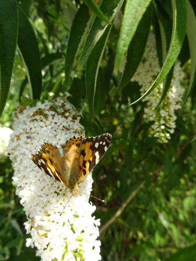 DSC08245 - Vanesa cardui butterflies