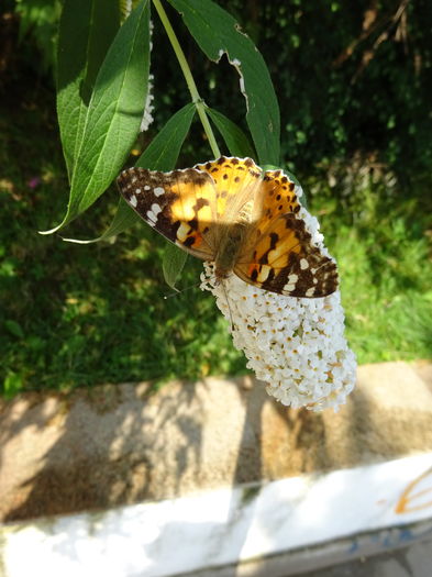 DSC08250 - Vanesa cardui butterflies