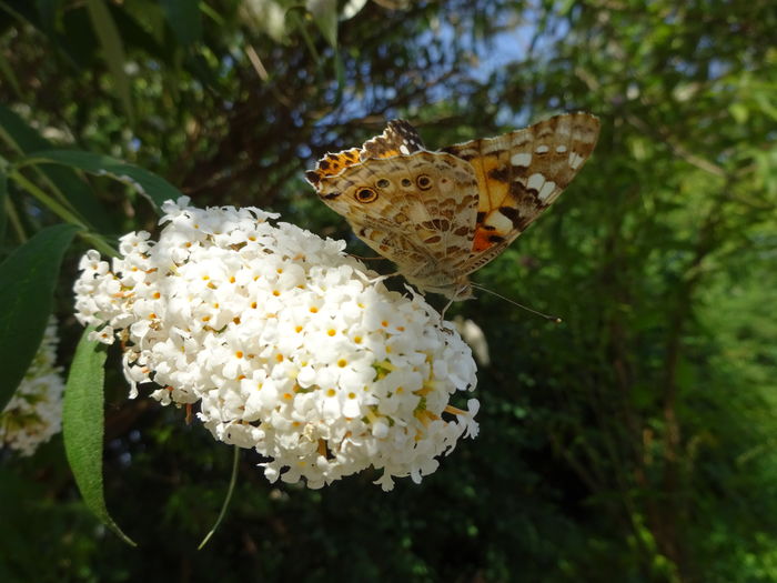 DSC08253 - Vanesa cardui butterflies