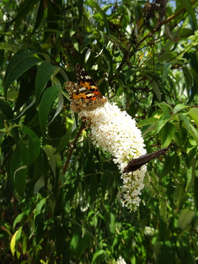 DSC08287 - Vanesa cardui butterflies