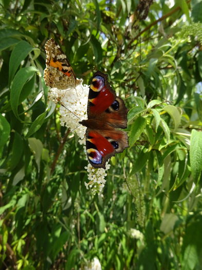 DSC08288 - Vanesa cardui butterflies