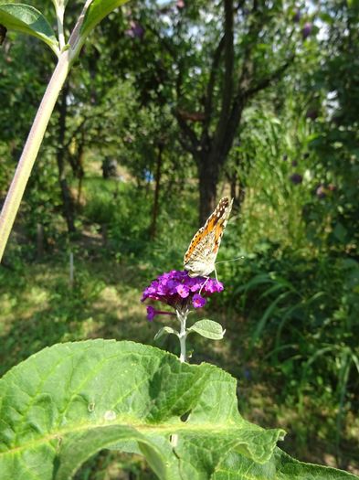 DSC09794 - Vanesa cardui butterflies