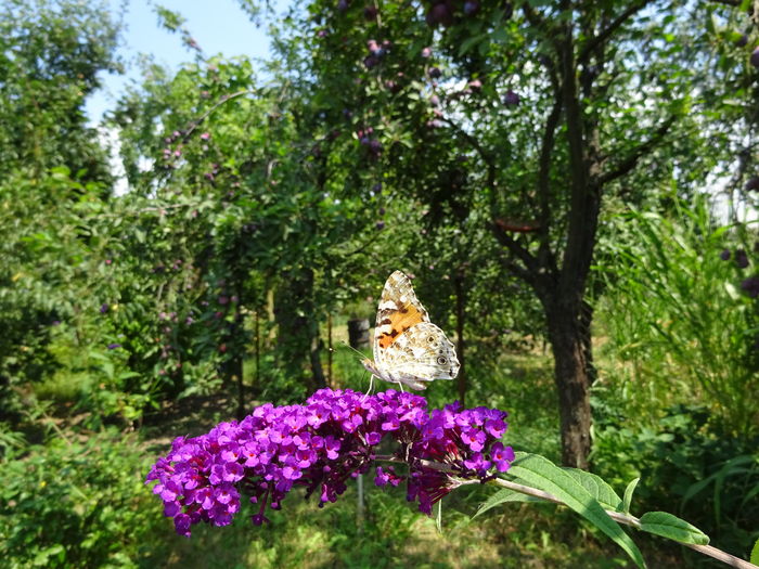 DSC09795 - Vanesa cardui butterflies