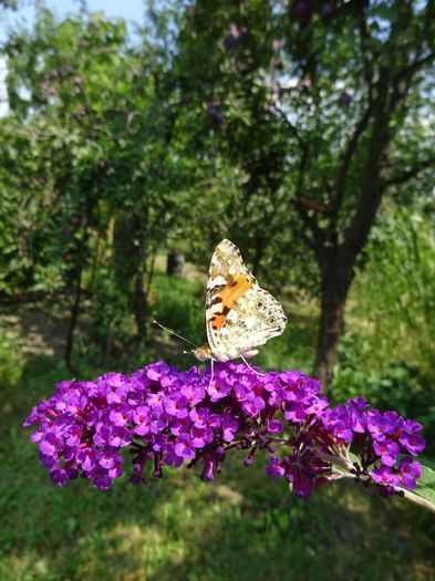 DSC09796 - Vanesa cardui butterflies