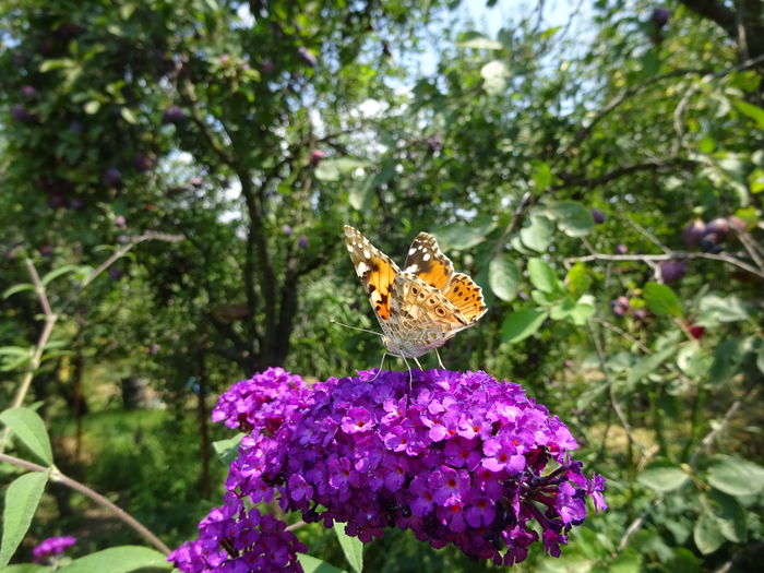 DSC09798 - Vanesa cardui butterflies