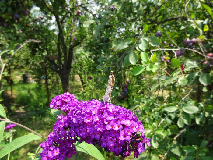 DSC09799 - Vanesa cardui butterflies