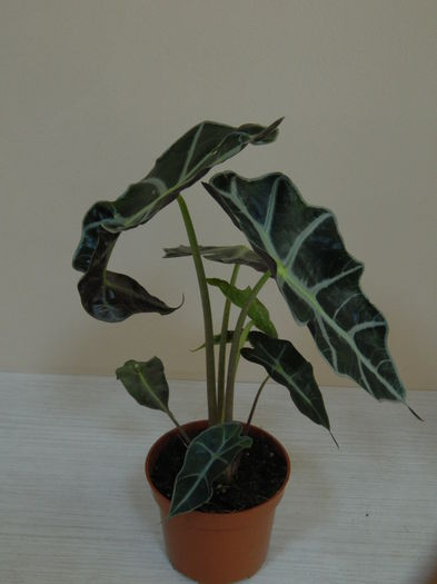 Alocasia Polly - 15 lei - AAA Plante de vanzare