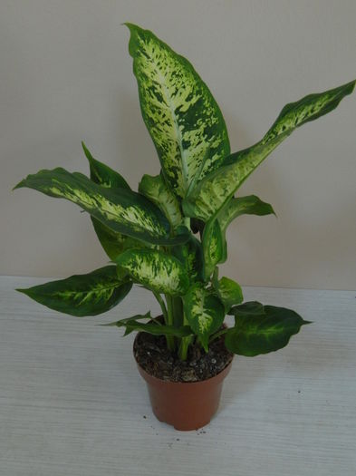 Dieffenbachia - 15 lei