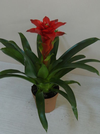 Guzmania - diferite culori - 25 lei