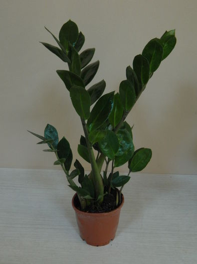 Zamioculcas - 30 lei - AAA Plante de vanzare