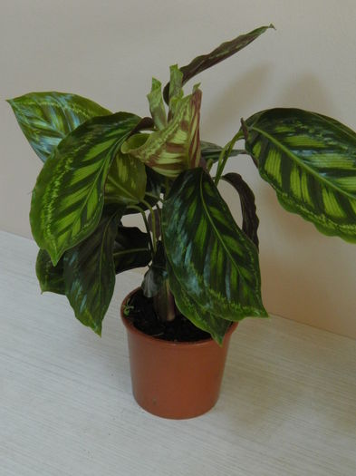 Calathea - 25 lei - vandut - AAA Plante de vanzare