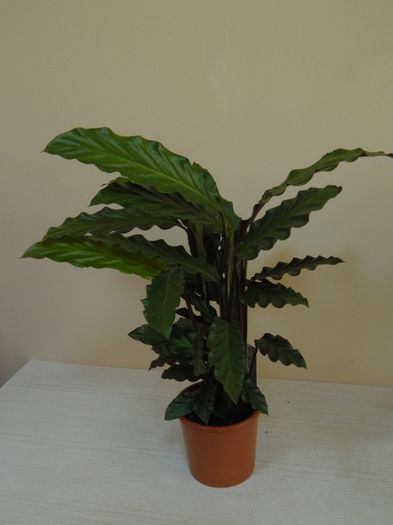 Calathea - 25 lei - AAA Plante de vanzare