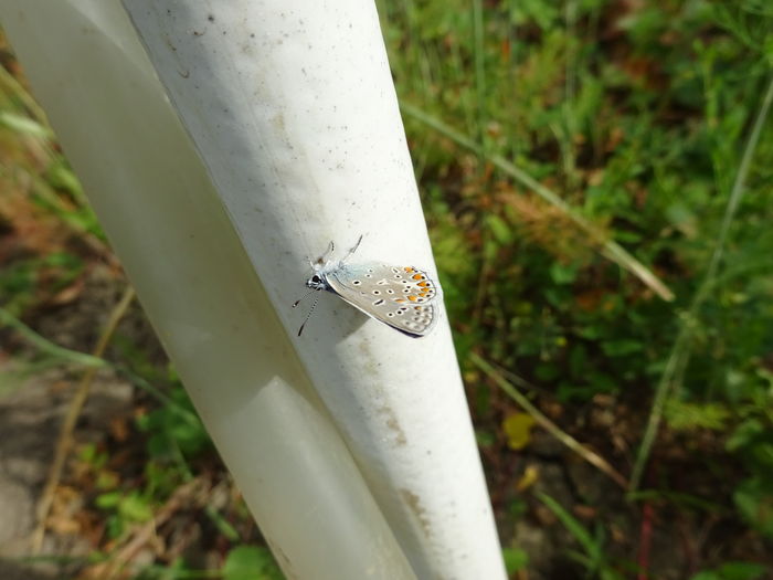 DSC08423 - Polyommatus