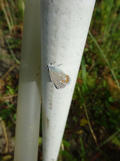 DSC08425 - Polyommatus