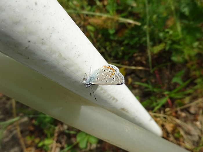 DSC08427 - Polyommatus