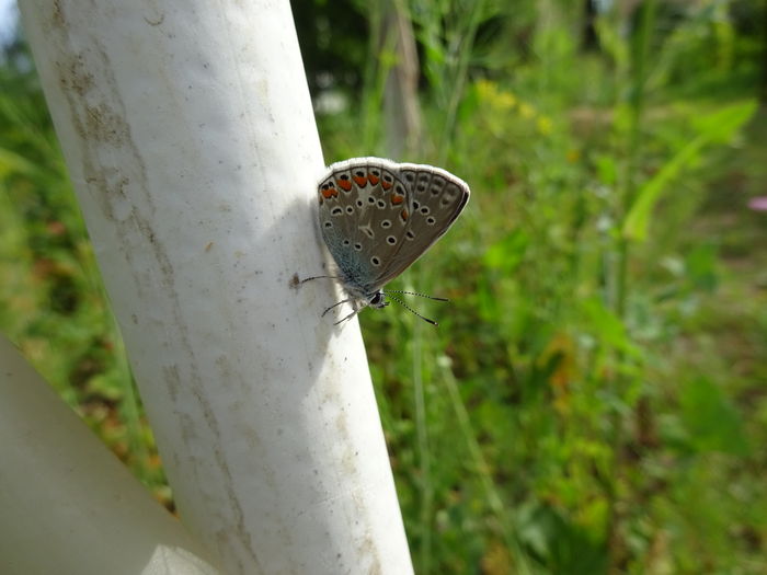 DSC08434 - Polyommatus