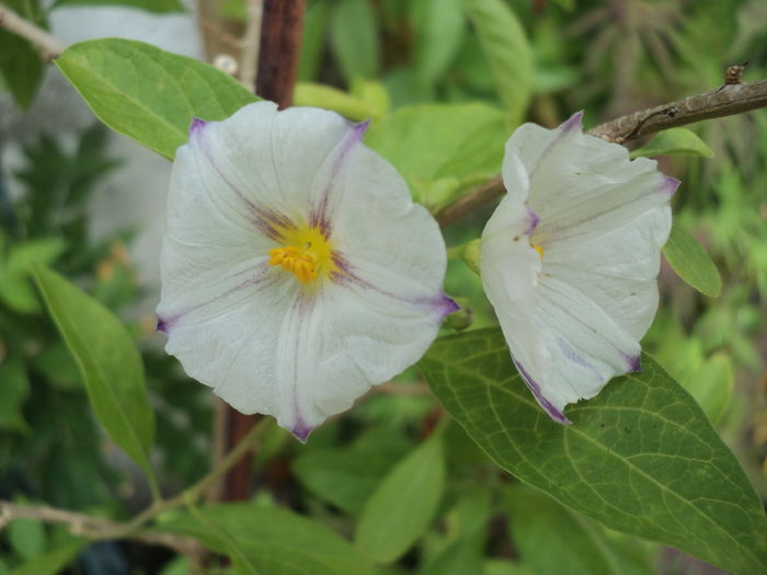 solanum....un harnicut care infloreste intr-una.