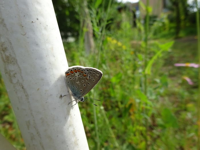 DSC08436 - Polyommatus