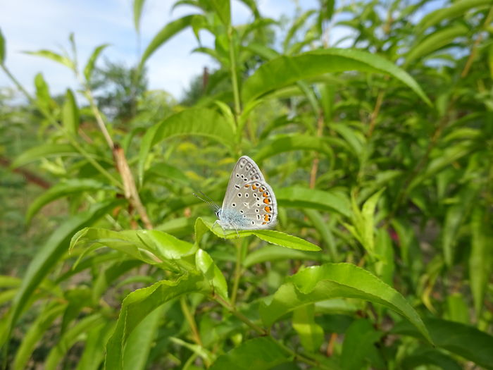 DSC08438 - Polyommatus