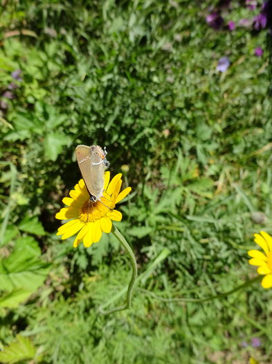 DSC09269 - Satyrium ilicis